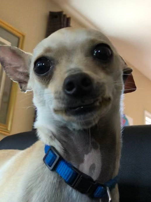 Meet Rocky!!!
