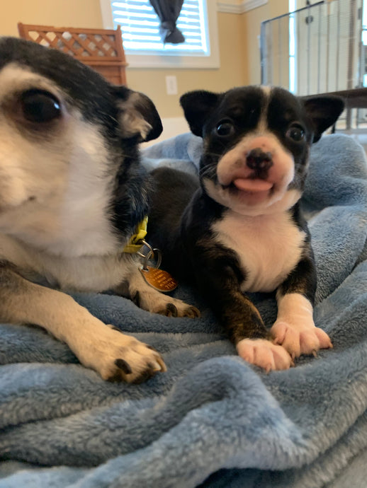 Meet Niña!!!