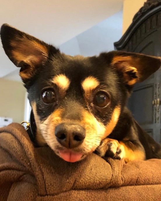 Meet AJ!