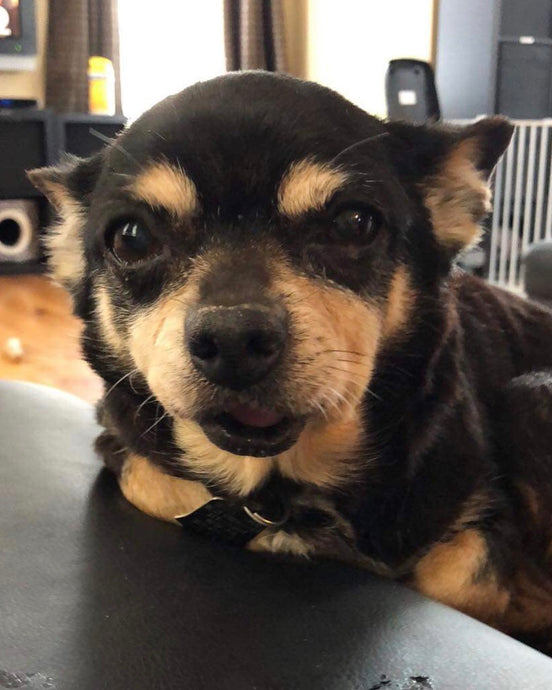 Meet Angel!
