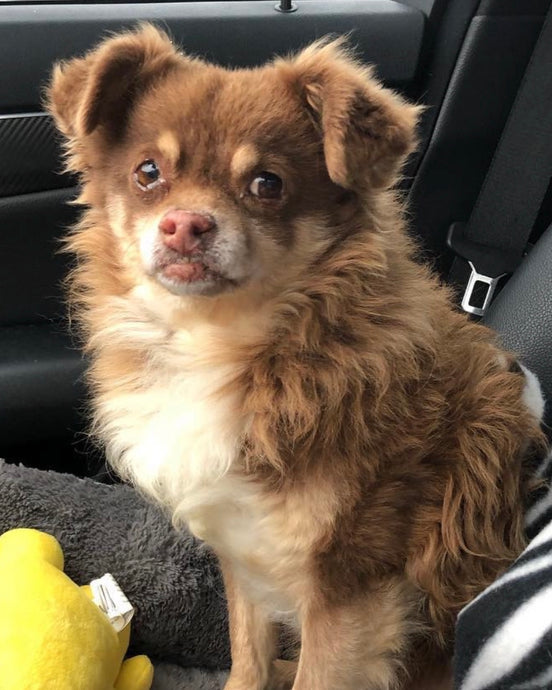 Meet Bear!