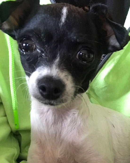 Meet Bella!