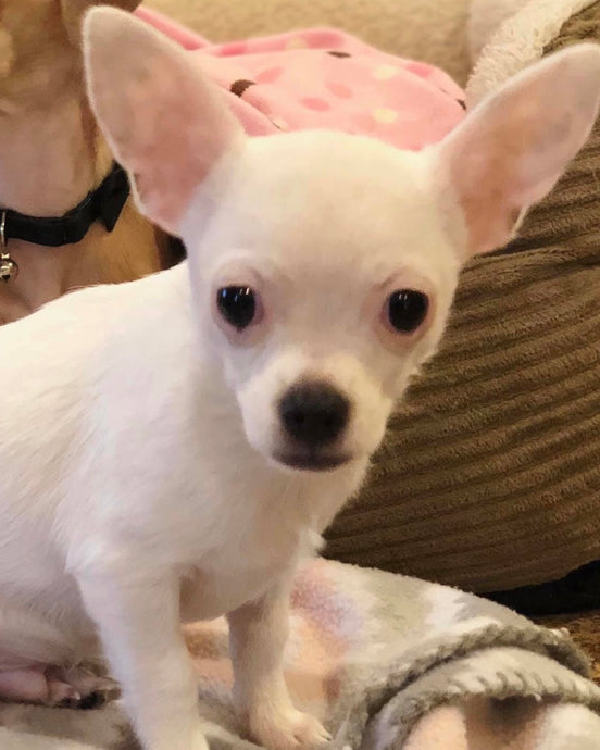 Meet Biggy!