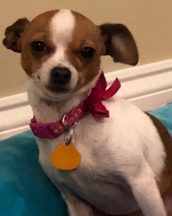 Meet Chi Chi!