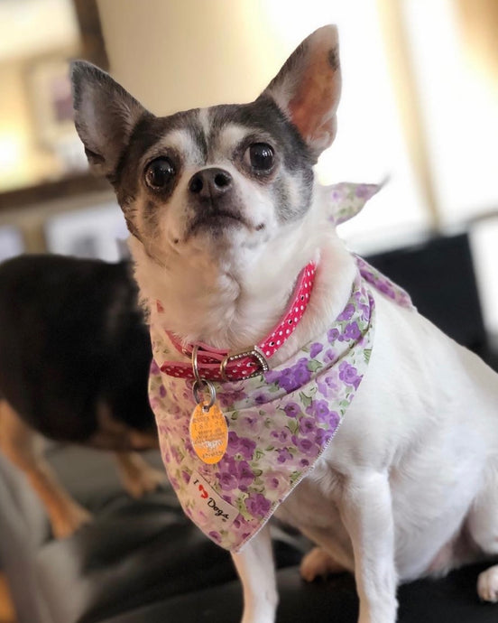 Meet Daisy!