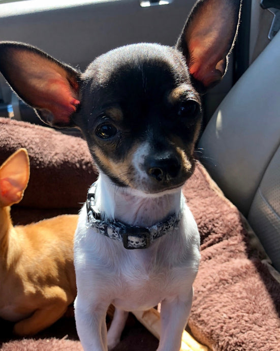 Meet Dozer!