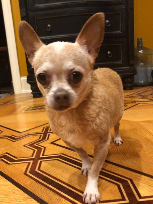 Ollie