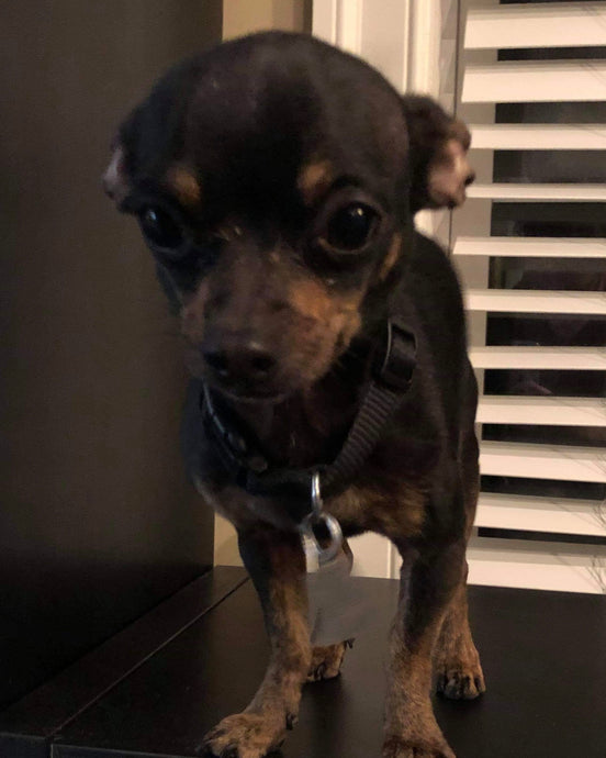 Meet KIng!