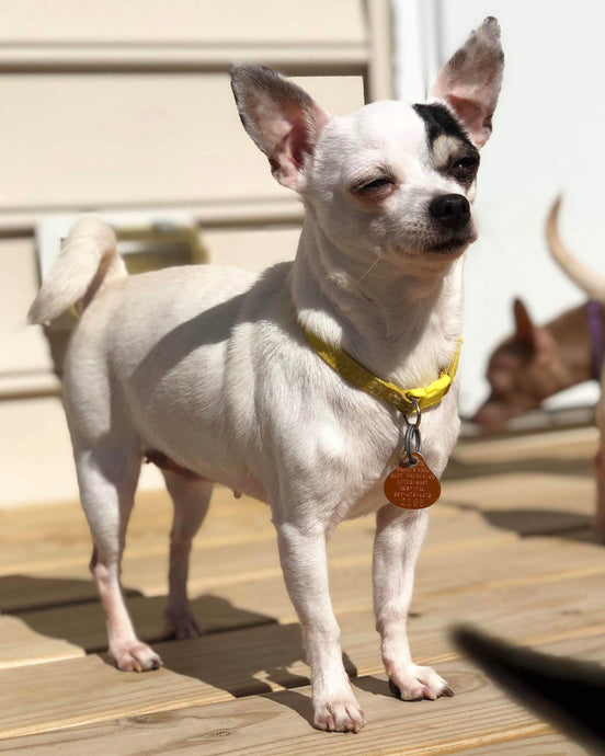 Meet Lucy Too!