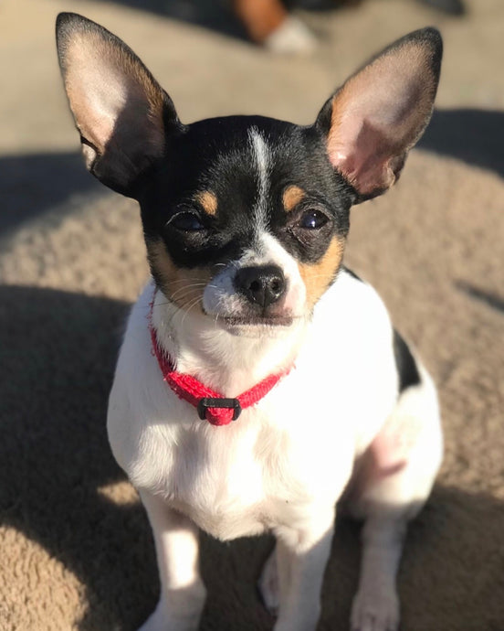 Meet Maya