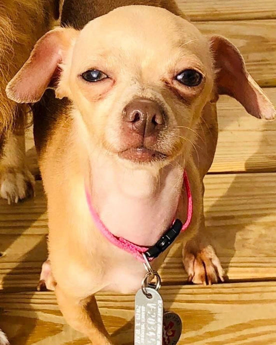Meet Nugget