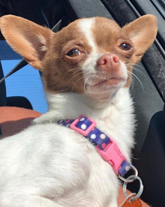 Meet Pinches!
