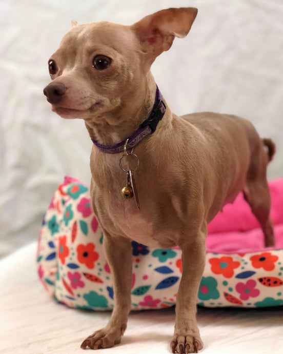 Meet Princess!