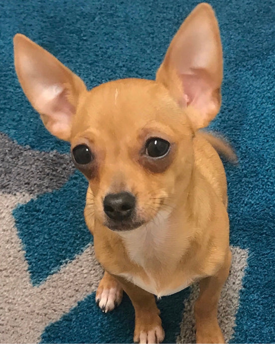 Meet Roo Roo!