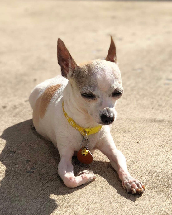 Meet Sheeba!