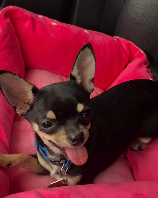 Meet Tank!