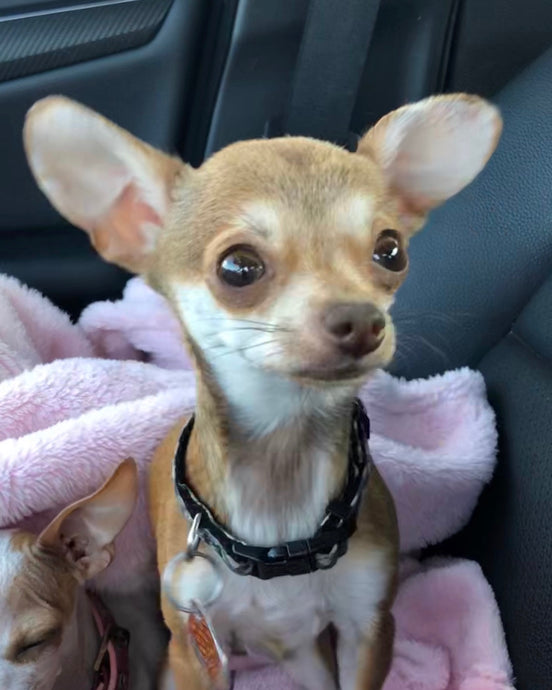 Meet Thor!
